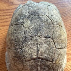 Real Eastern Box Turtle Shell. Bone Taxidermy Oddity Science Crafts. Appalachia